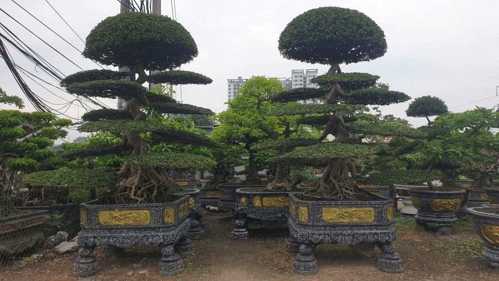 cây sanh dáng trực