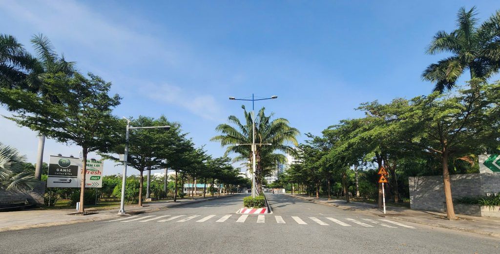 cây bàng lá nhỏ