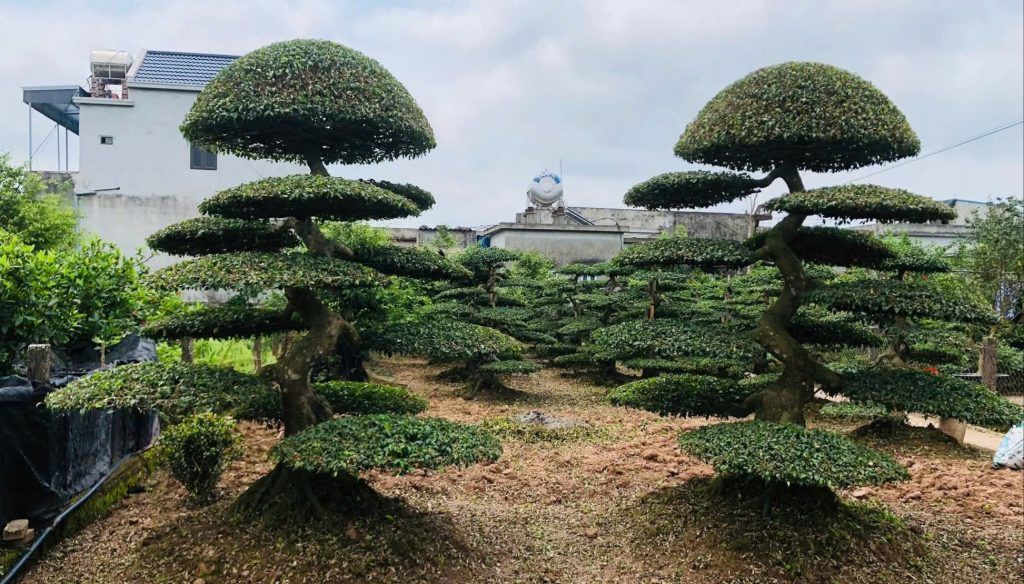 cây sanh trực quân tử