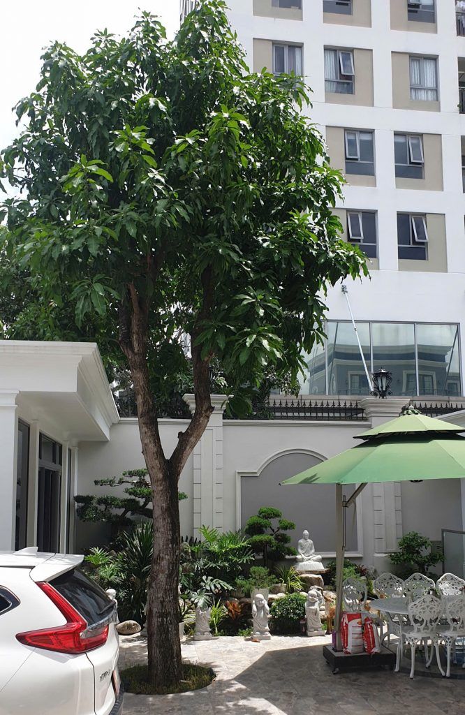 cây xoài bóng mát