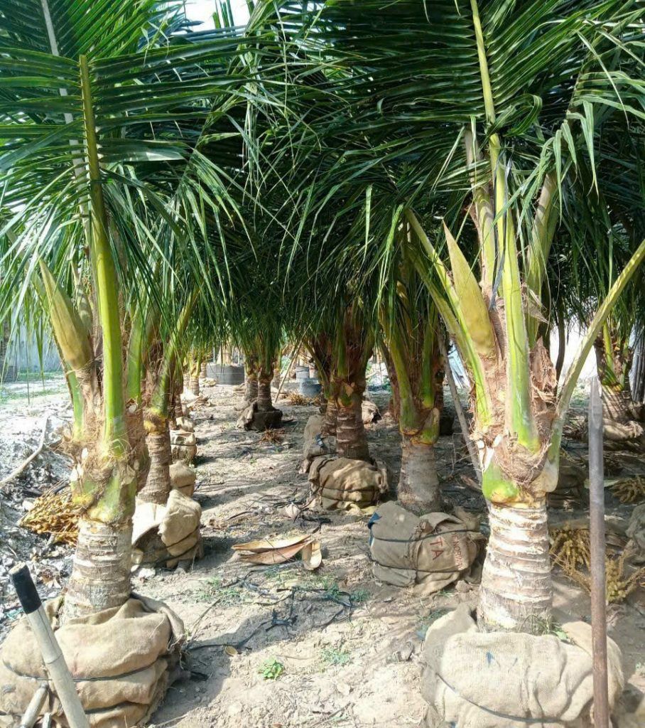 cây dừa bình dương