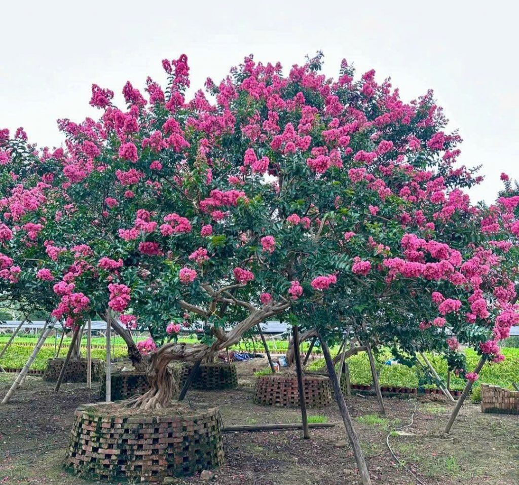 cây hoa tường vi