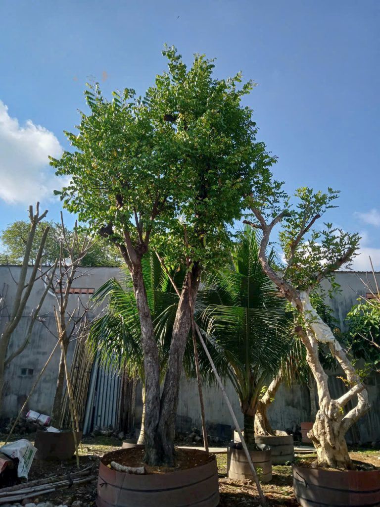 cây khế bóng mát