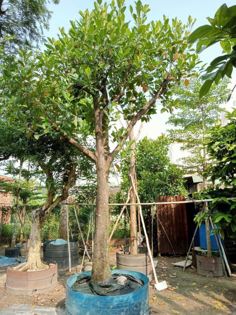 cây mít bình dương