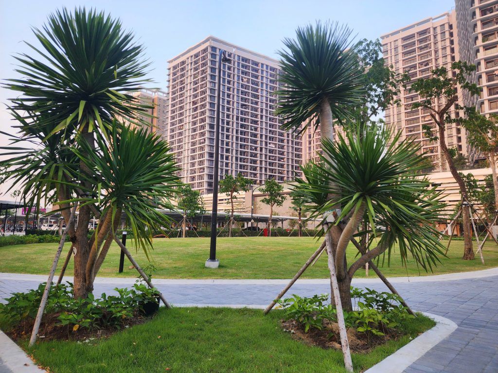 cây phát tài núi