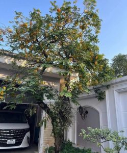 cây khế bình dương