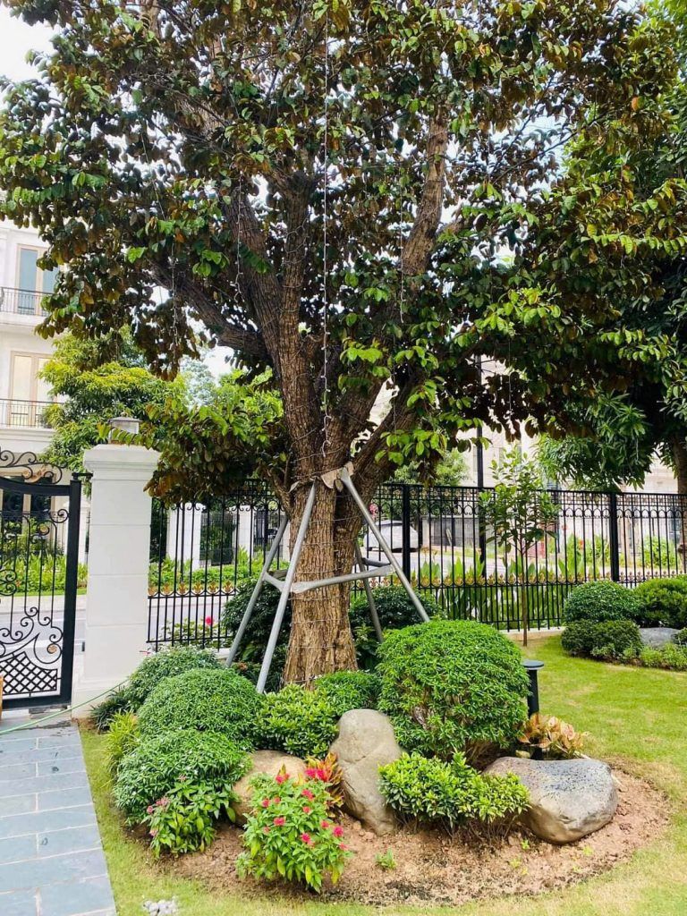 thiết kế sân vườn đẹp