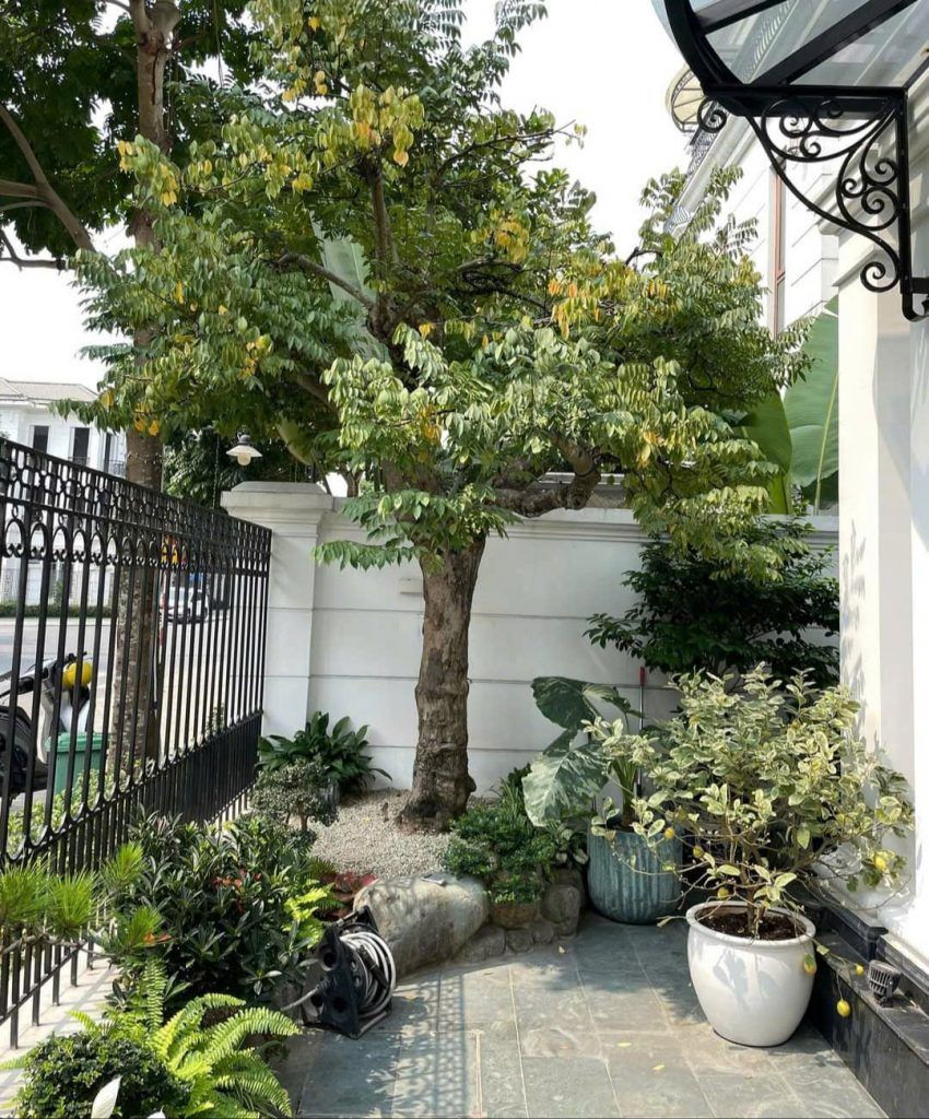 thiết kế sân vườn đẹp