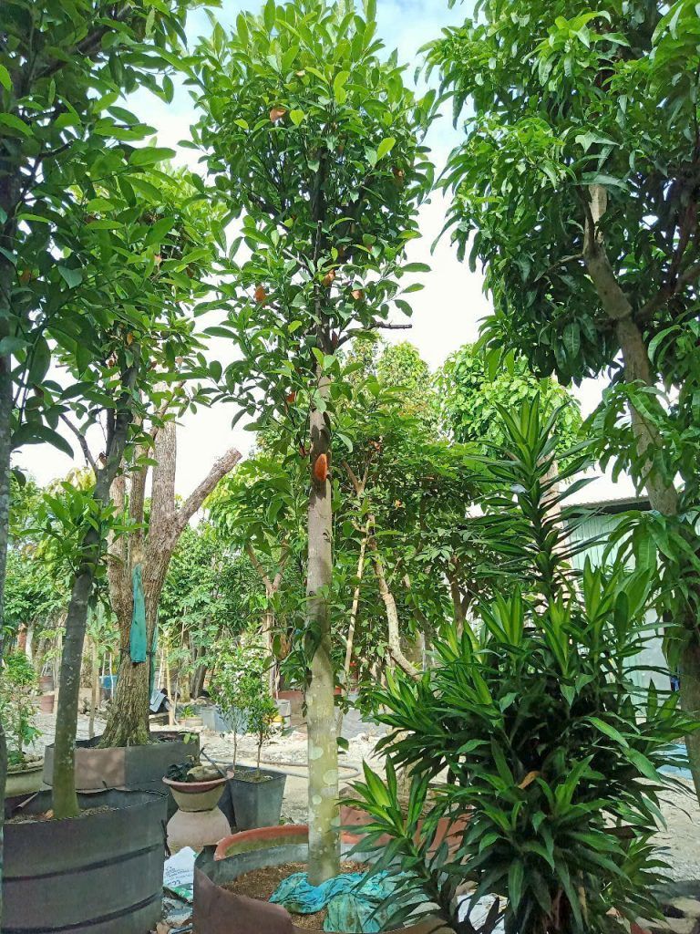 cây ăn trái