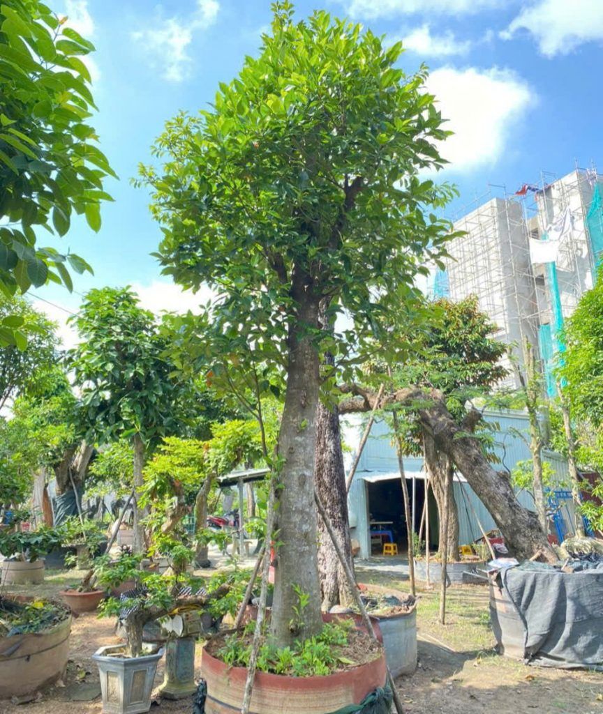 cây mít 