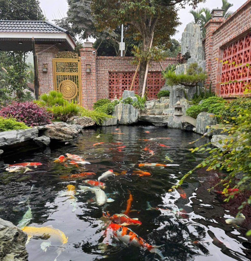 thiết kế hồ cá koi