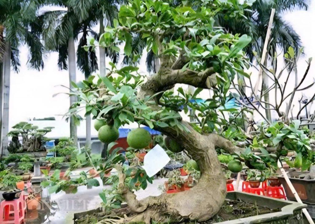 đào tiên bonsai