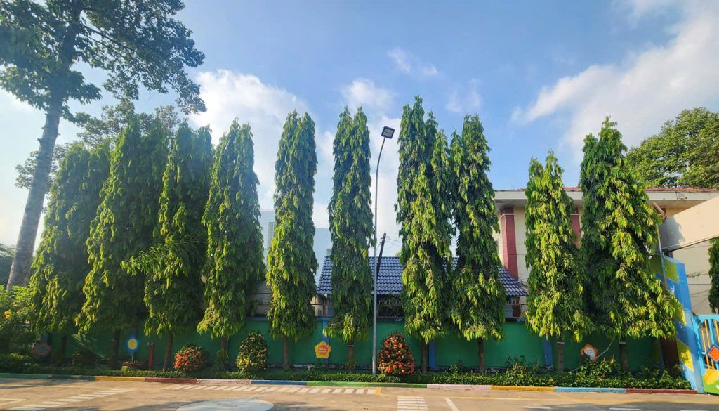 cây hoàng nam đẹp