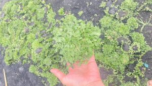 cỏ lá gừng thái