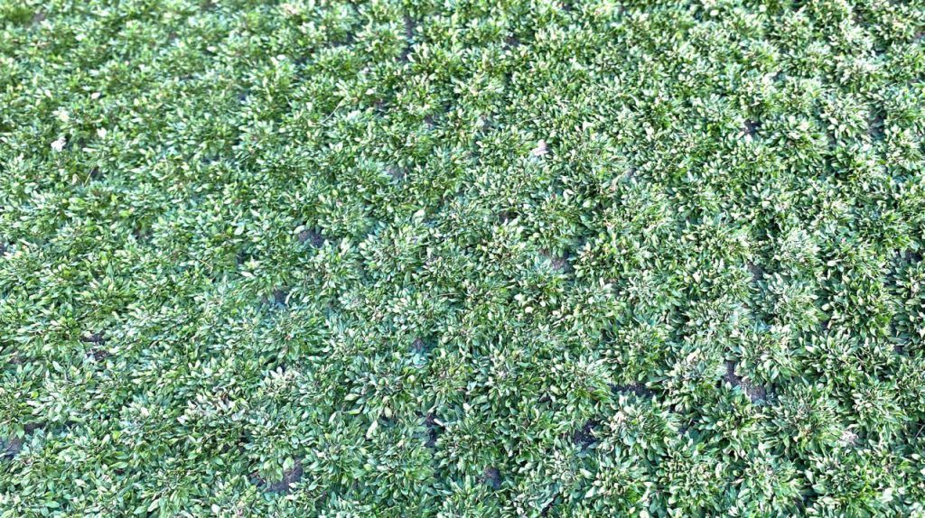 cỏ lá gừng thái