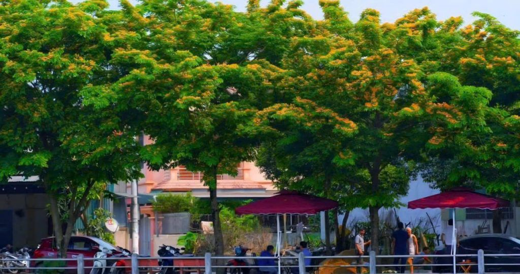 cây bóng mát