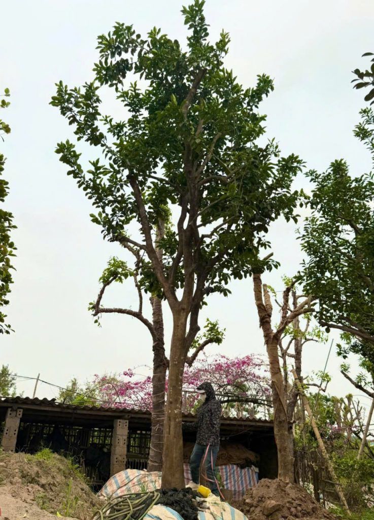 cây bưởi đẹp
