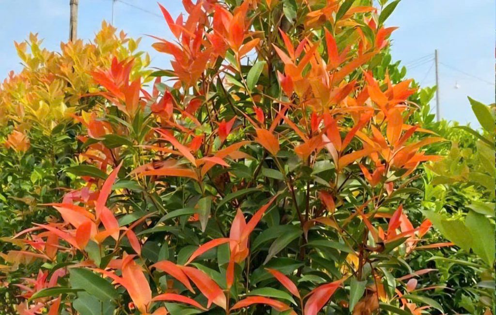 lá cây hồng lộc