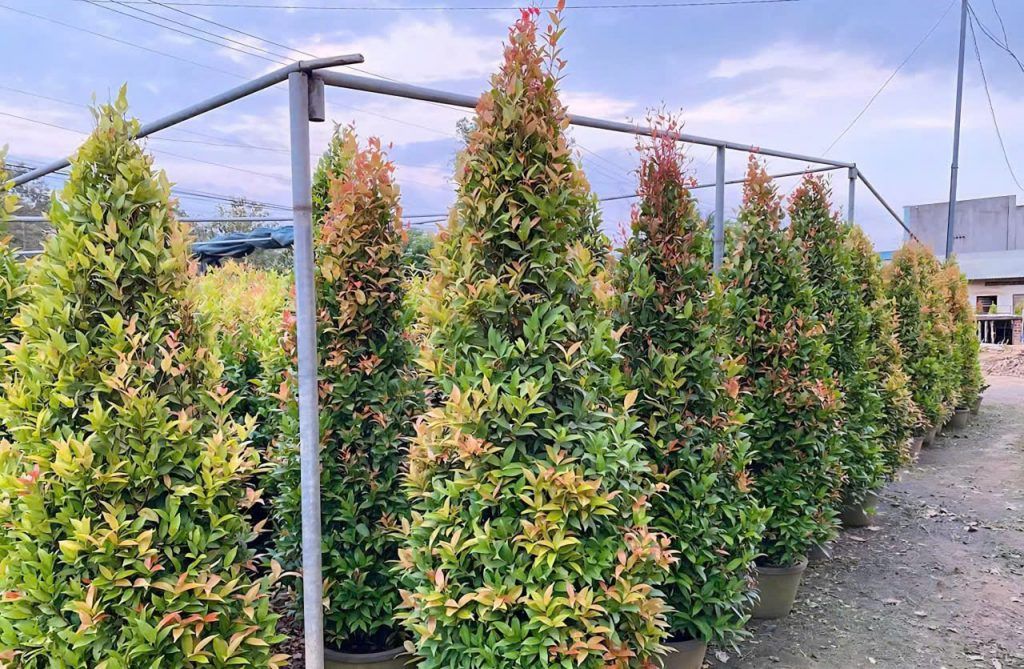 cây hồng lộc đẹp