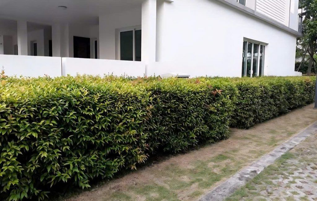 cây trồng hàng rào