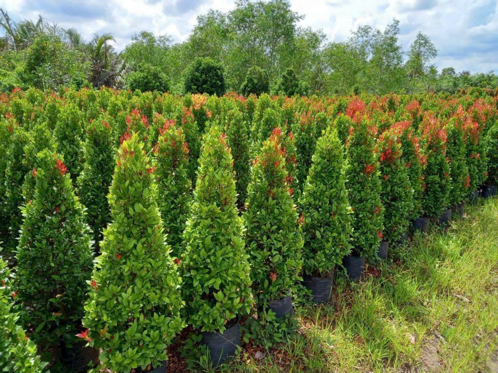 cây hồng lộc giá rẻ