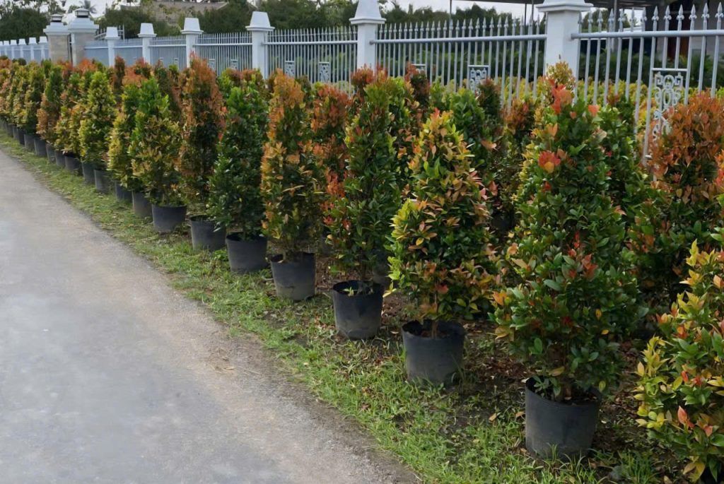 cây hồng lộc giá rẻ