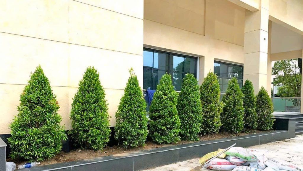 cây hồng lộc đẹp