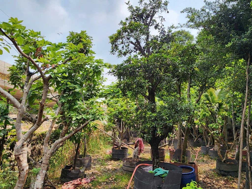 cây hồng xiêm