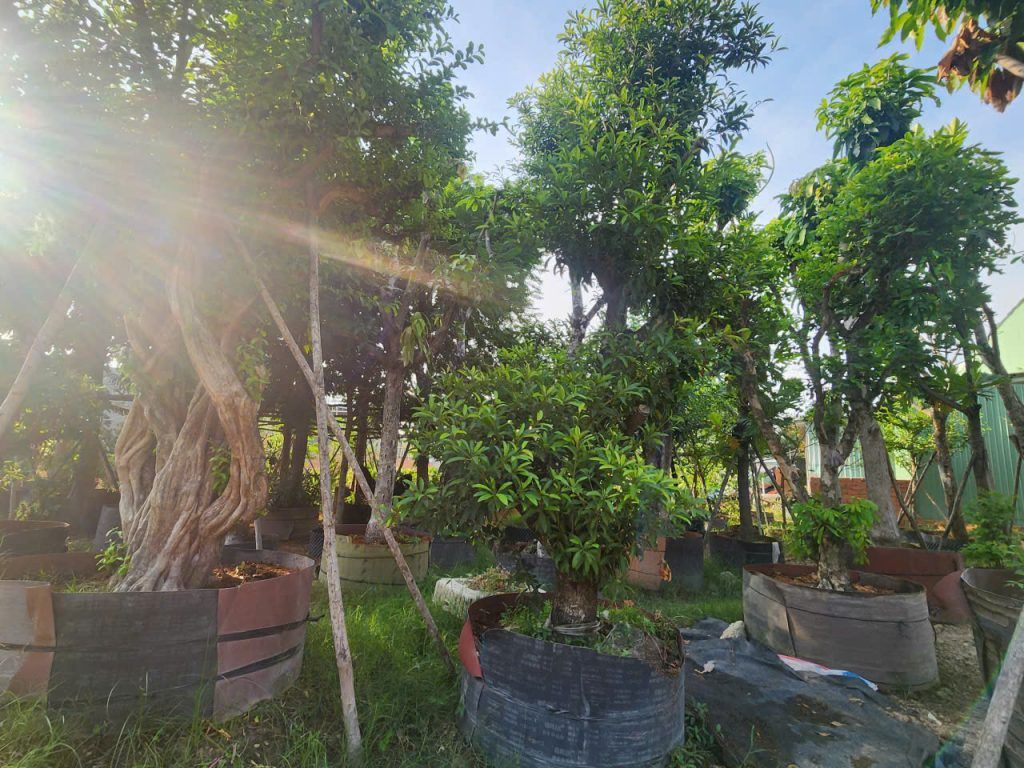 cây hồng xiêm