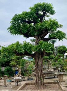 cây trứng gà