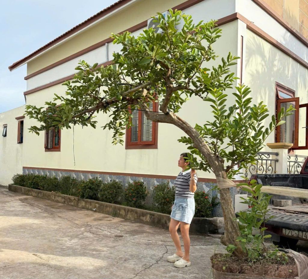 cây ổi cảnh
