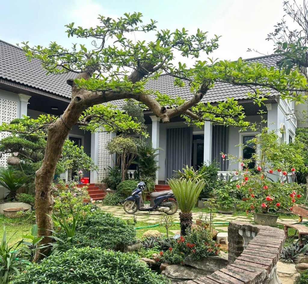 cây ổi đẹp