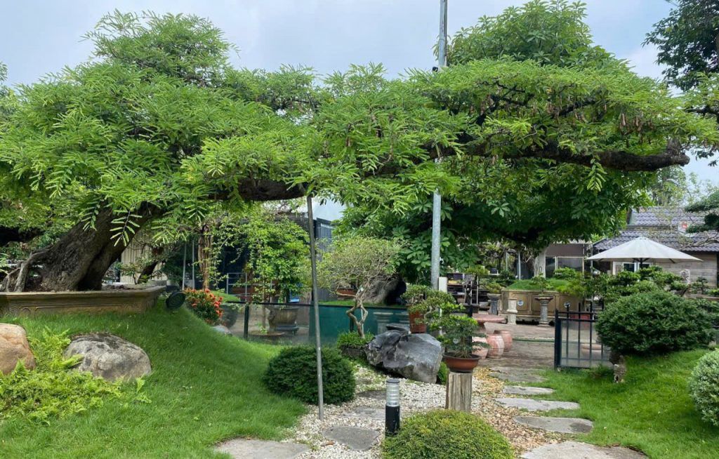 cây me bonsai