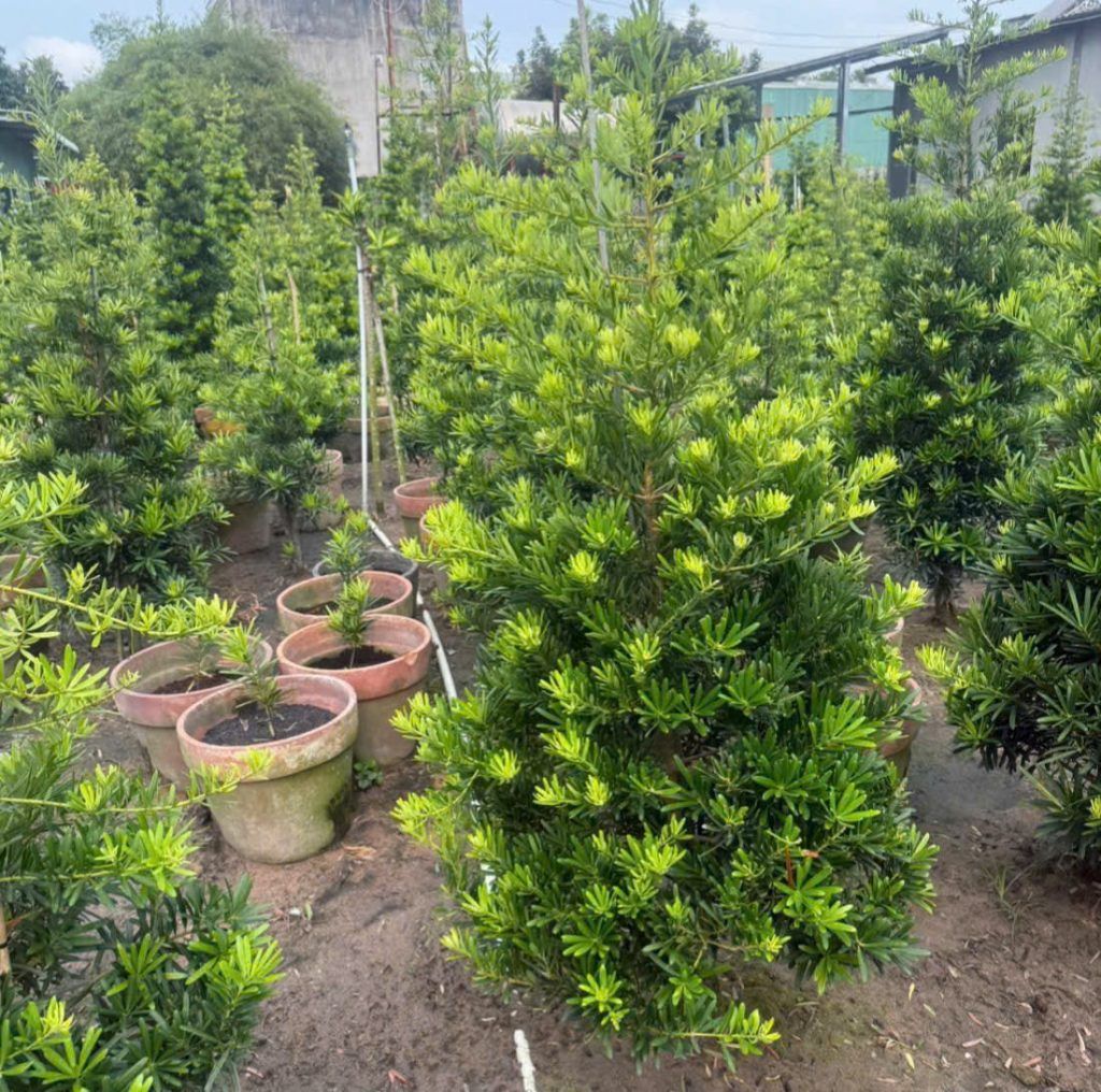 tùng la hán dạng tháp