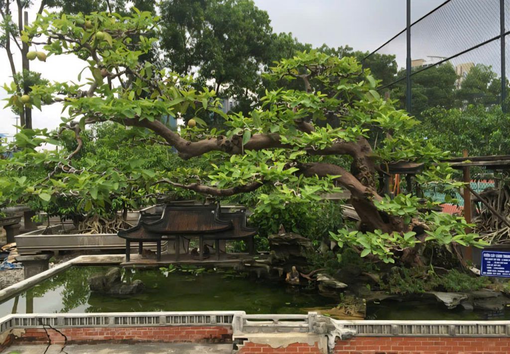 cây ăn quả