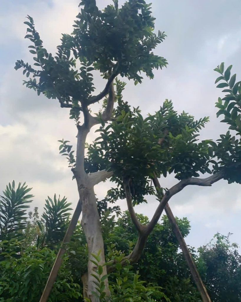 cây ăn quả