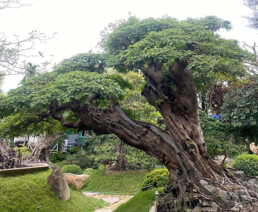 cây me đẹp