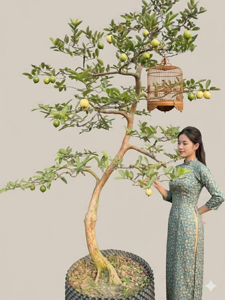 cây ổi cảnh