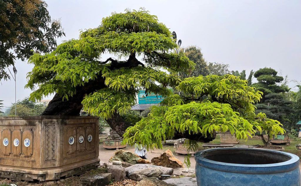 cây me bonsai