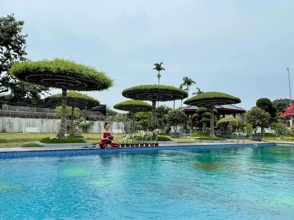 cây sanh lọng tàn dù