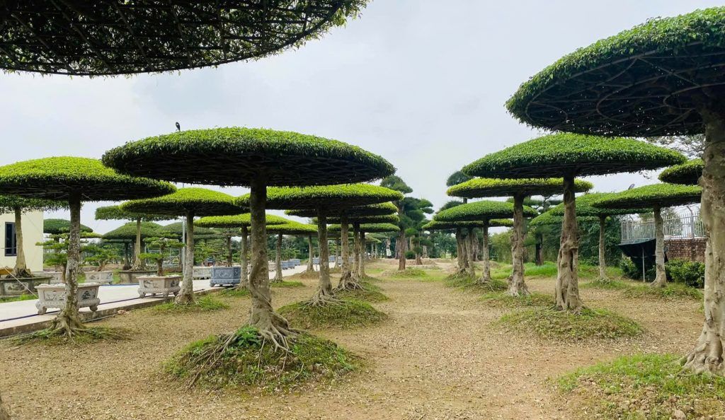 cây sanh lọng