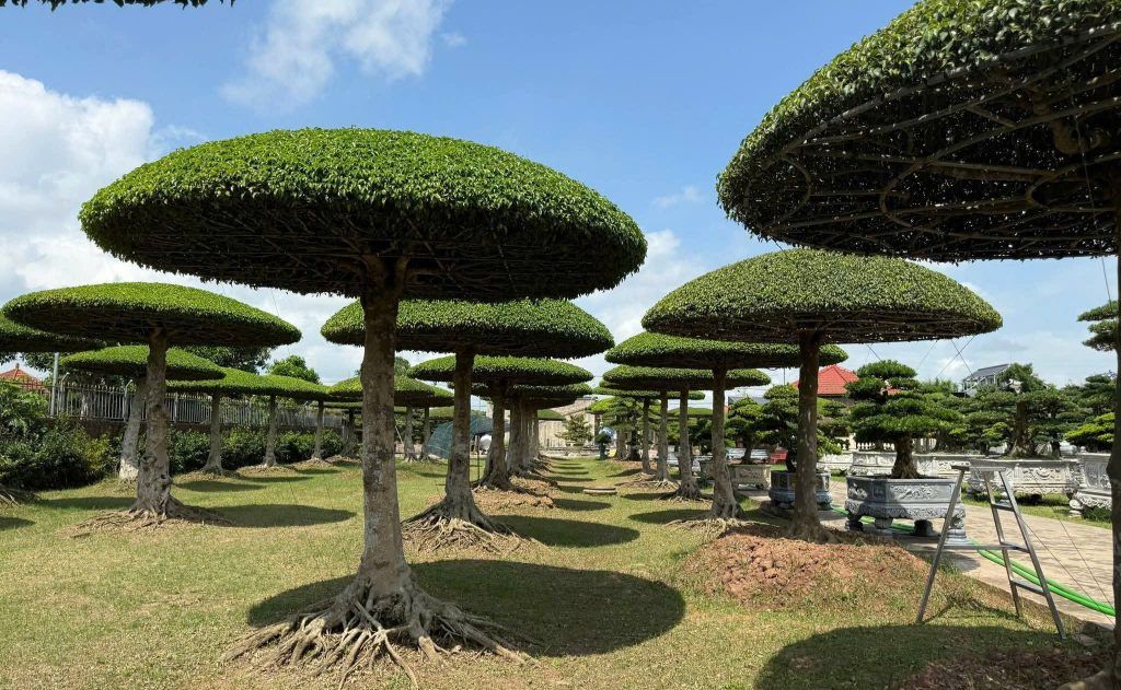 cây sanh tàn dù