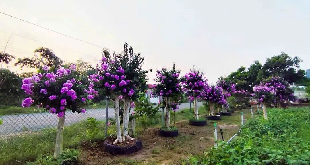bằng lăng tím