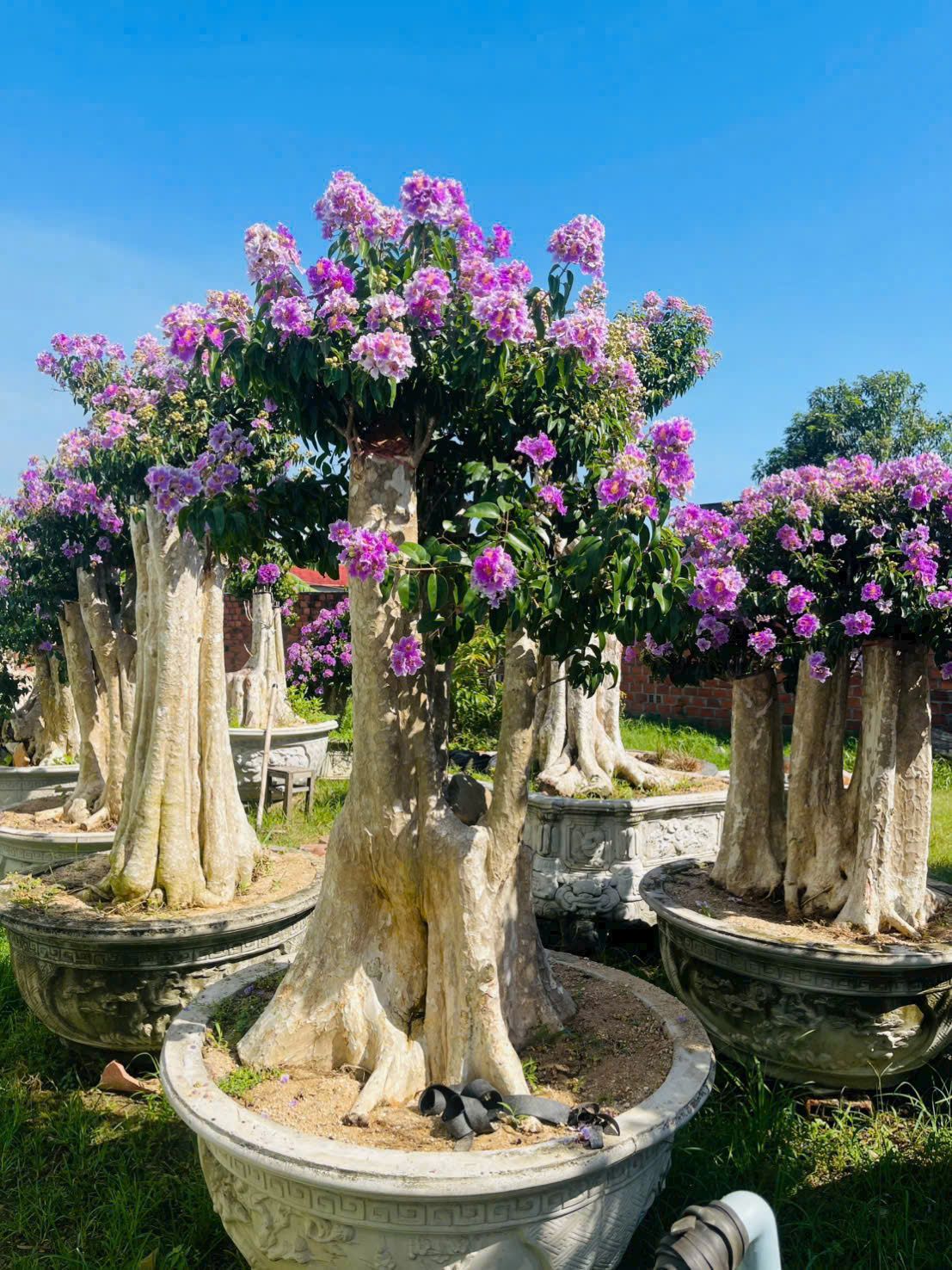 cây bằng lăng tím