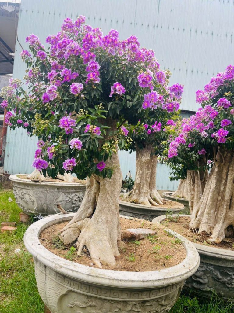cây hoa bằng lăng