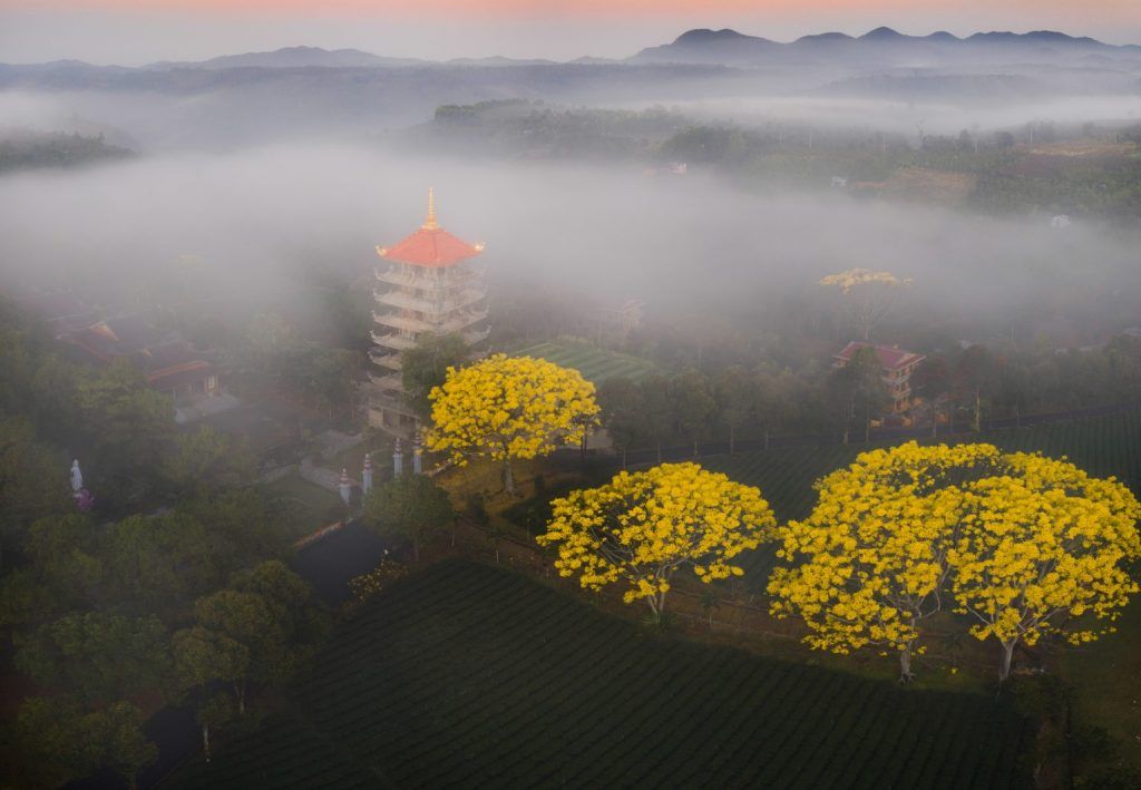 cây phượng hoa vàng
