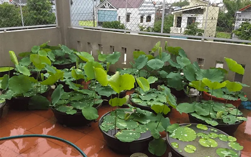cách trồng sen trong chậu