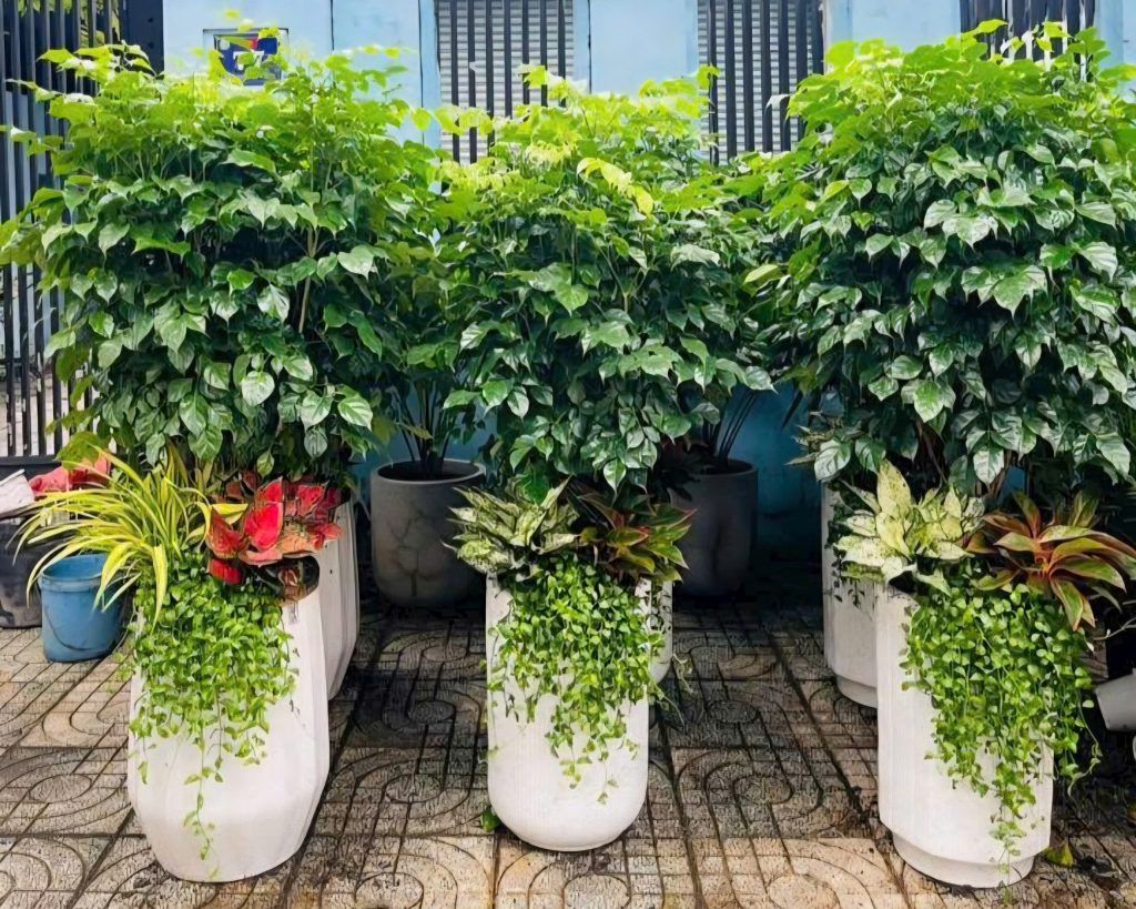 cây hạnh phúc