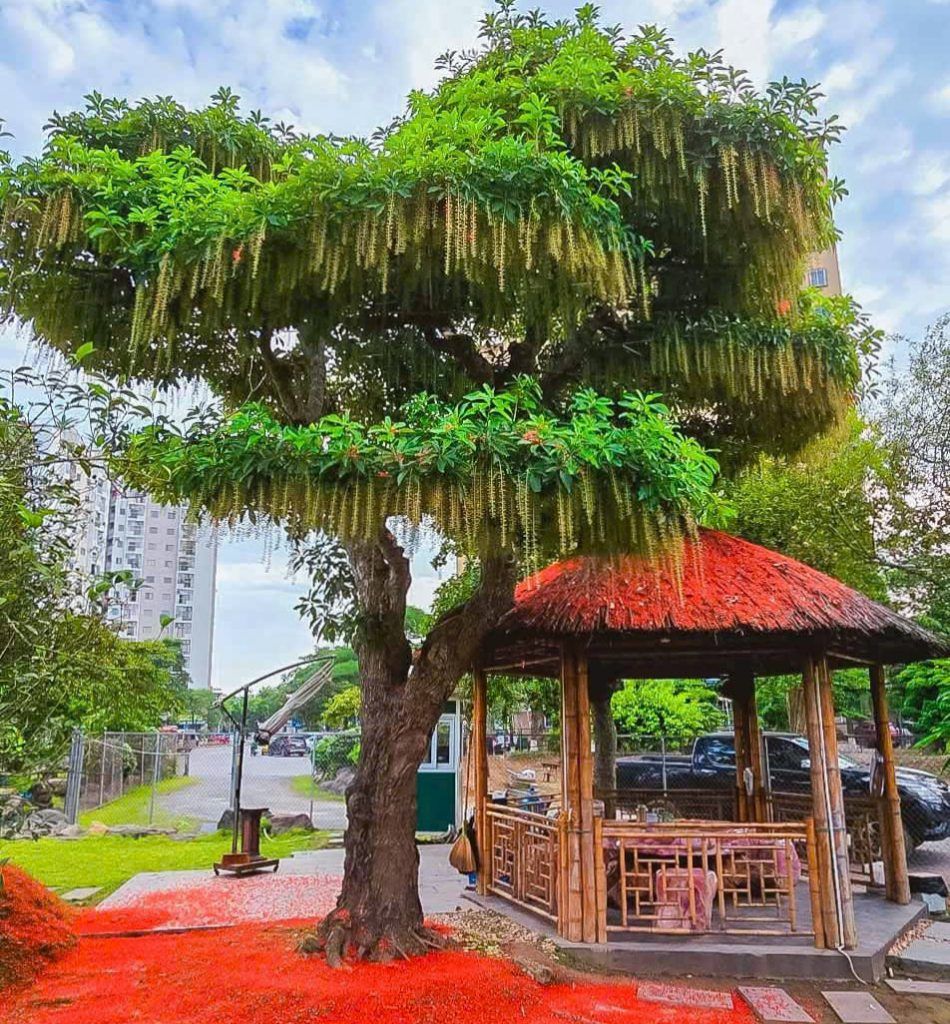 lộc vừng đẹp