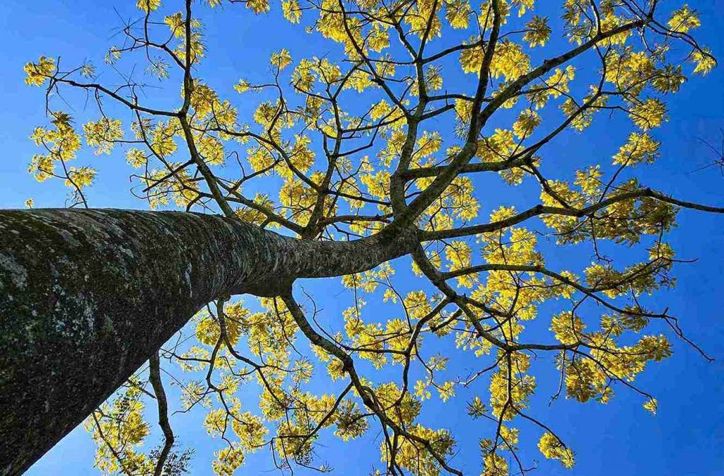 cây khổng tước hoa